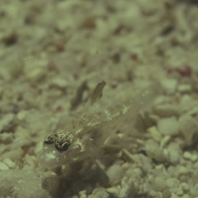 Fusigobius melacron